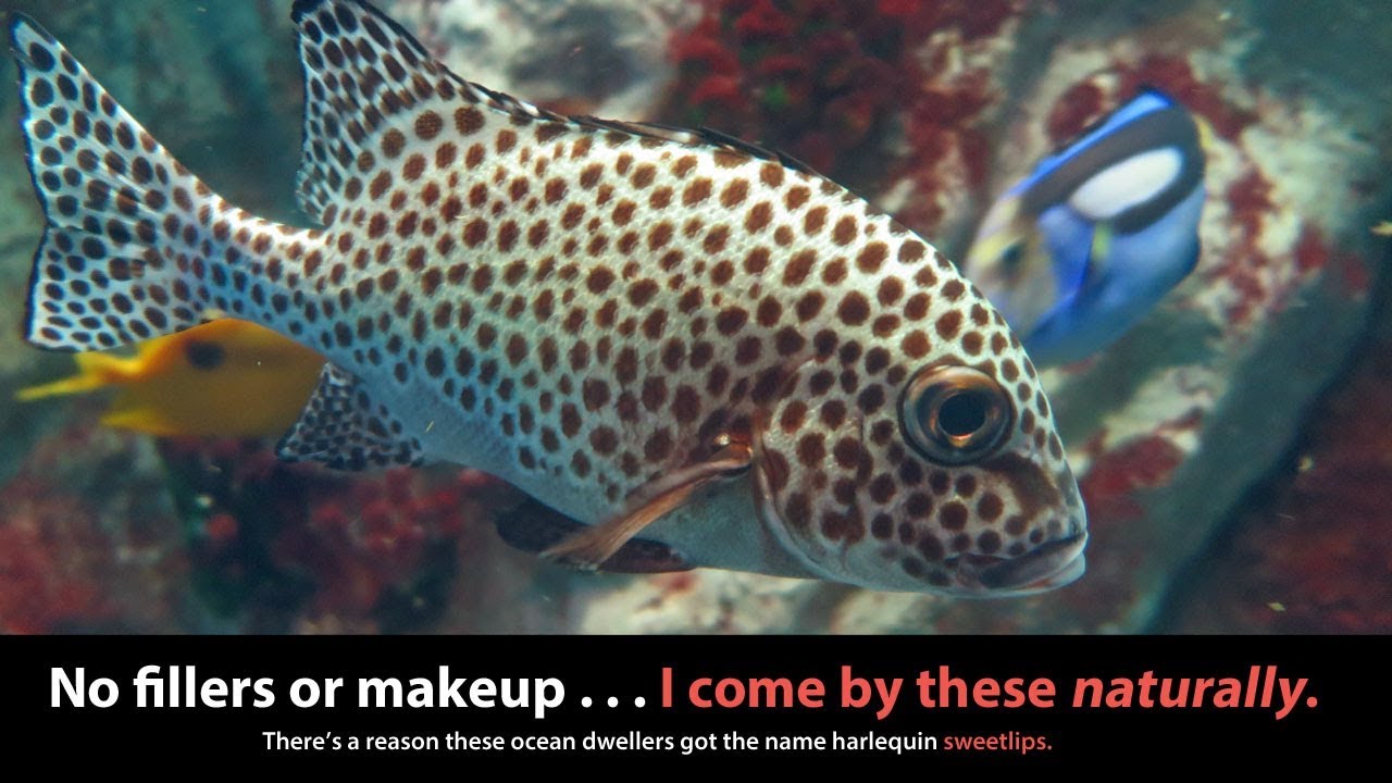 5 Things I Learned about the Harlequin Sweetlips