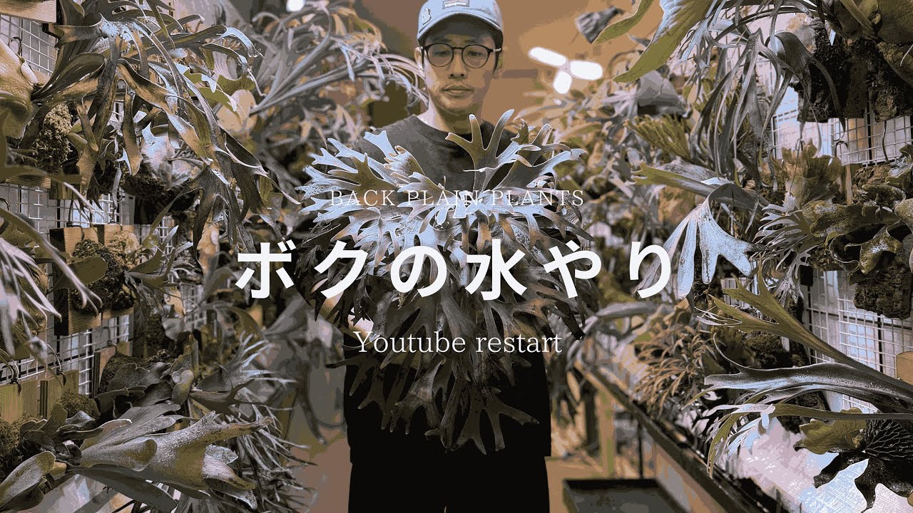 2026年Youtube再始動、ボクの水やり