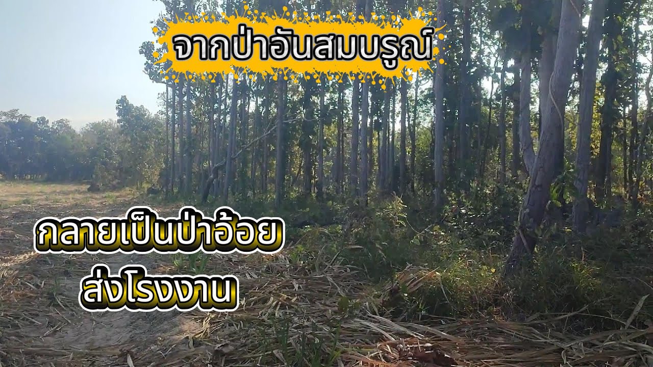 EP. 242 เปลี่ยนป่าเป็นไร่อ้อย ส่งโรงงาน