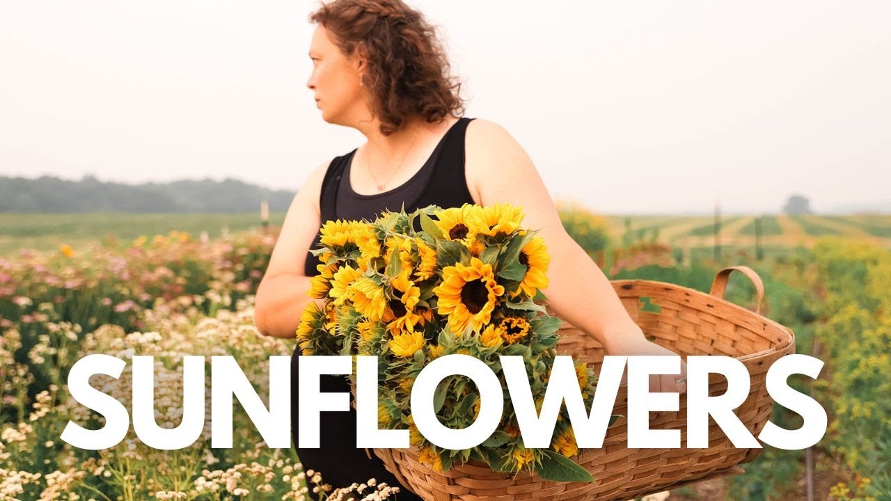 How I Grow This Iconic Flower – My Method for Sunflowers