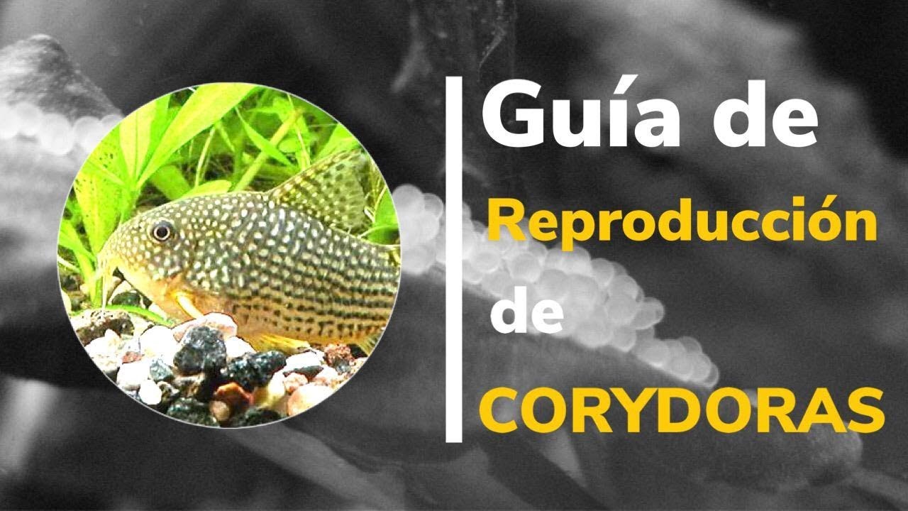 Guía de reproducción de corydoras
