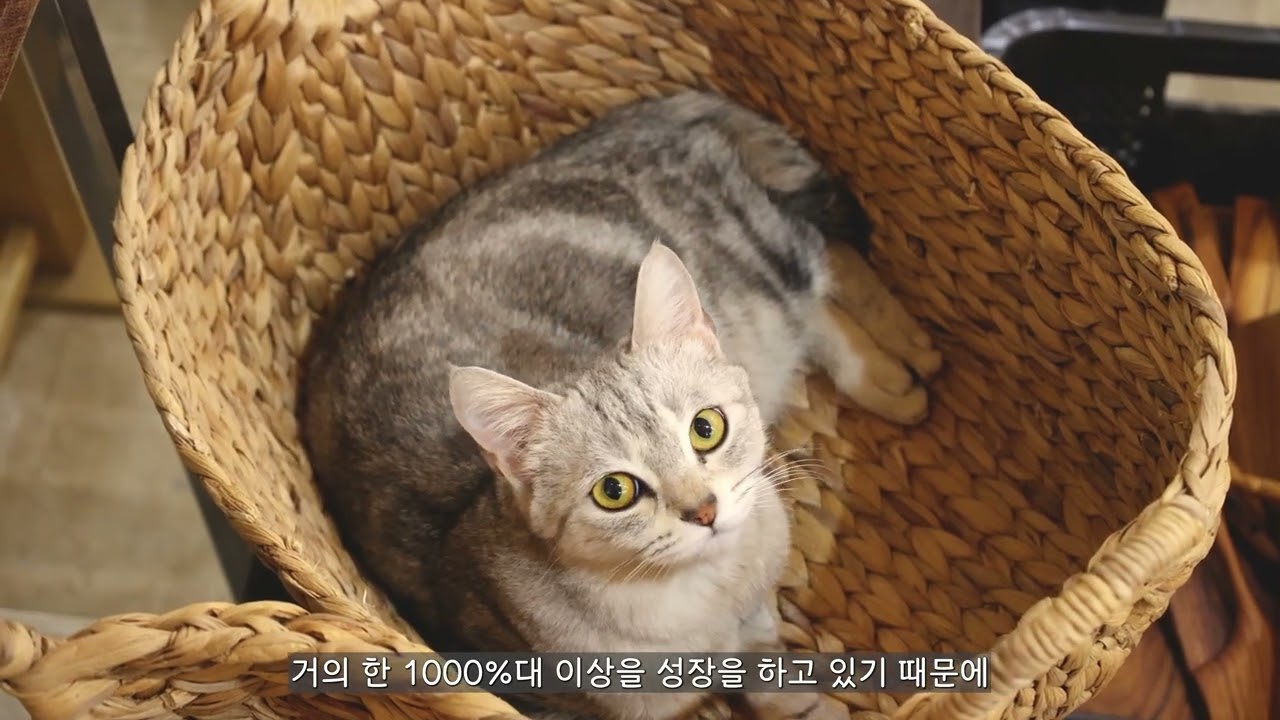 오도마 다큐