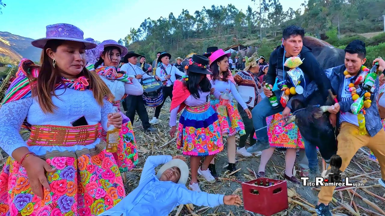 Gran HERRANZA de Vacas - Sarhuas Huanchos Paucarbamba Huancavelica Perú | TitoRamirez