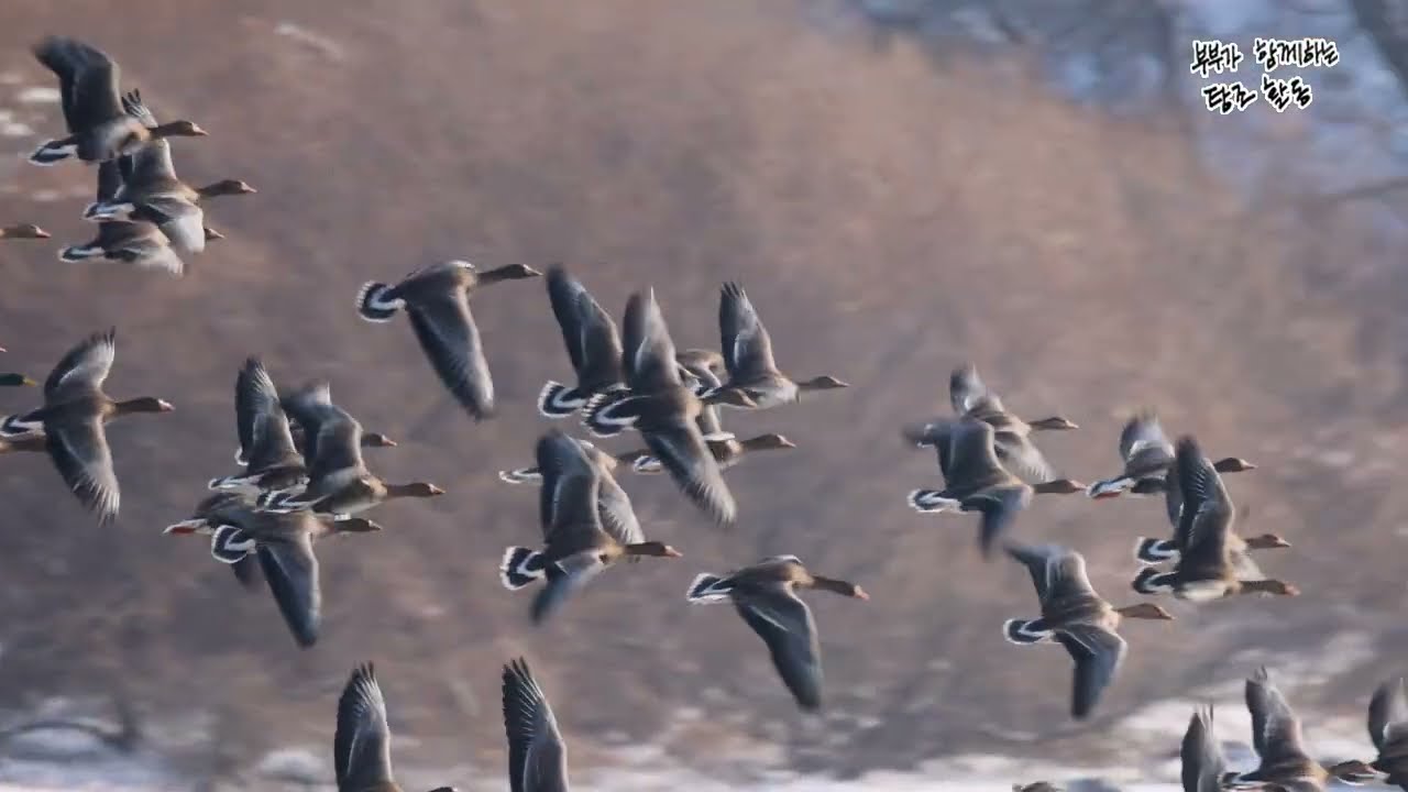 독수리 등장에 놀란 기러기들 #이길리탐조대 #한탄강탐조대 #철원 #birds