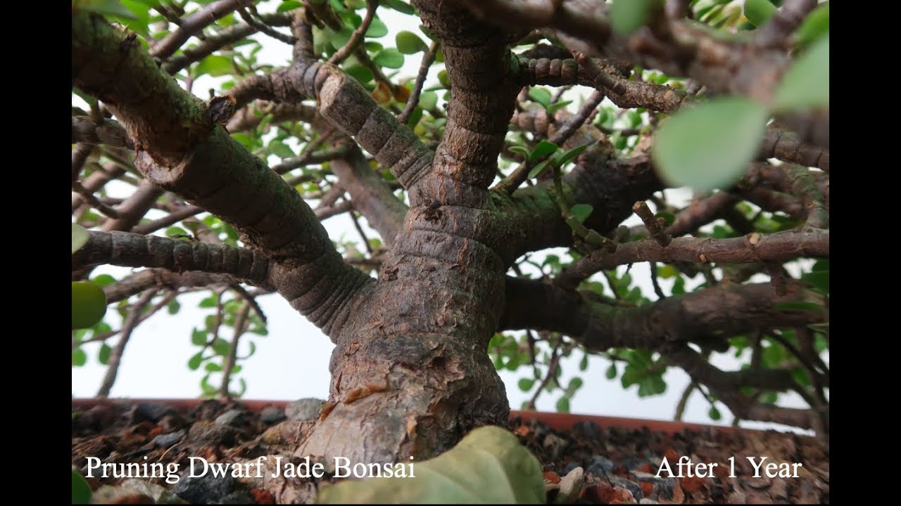 Pruning Dwarf Jade Bonsai After 1 Year
