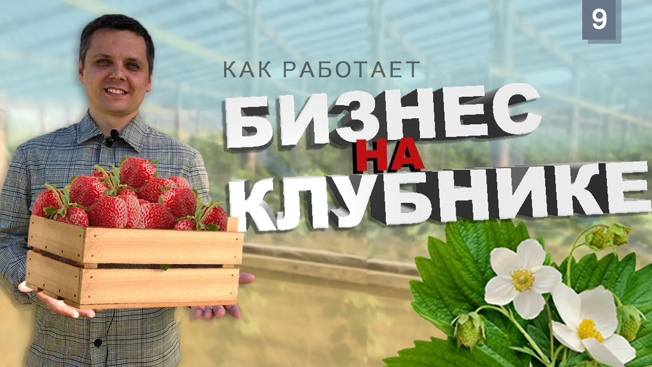 Как заработать на клубнике? Бизнес на ягодах. Как вырастить и заработать на клубнике?