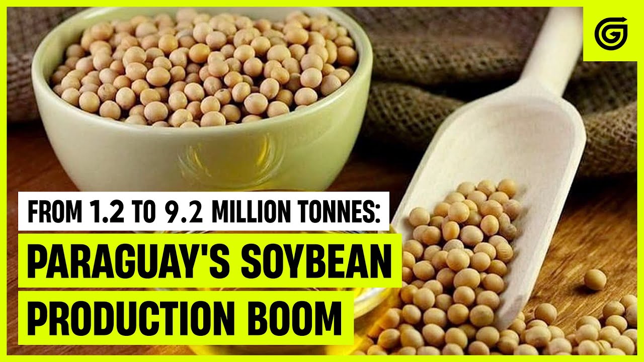 The Rise of Paraguay's Soybean Industry: Driving Growth and Meeting Global Demand