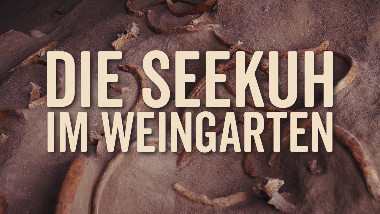 Megalodon und Seekuh im Wiener Becken