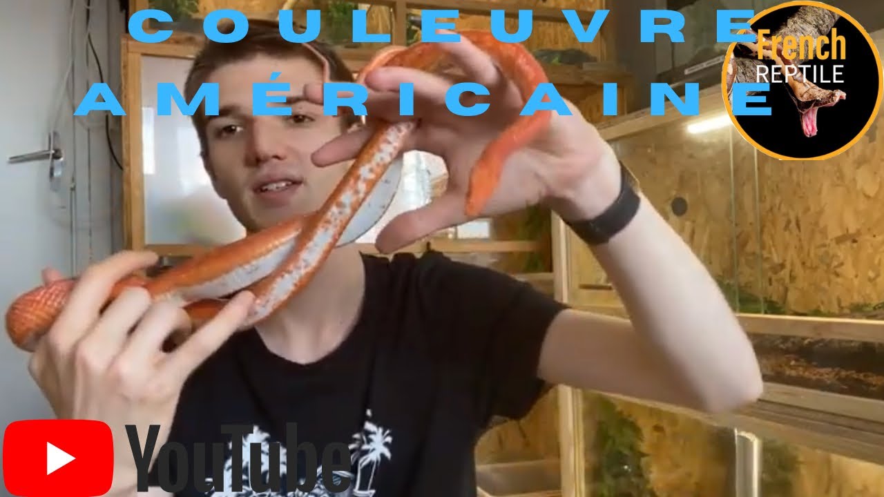 Les couleuvre américaine des super serpents à découvrir dans la terrariophilie