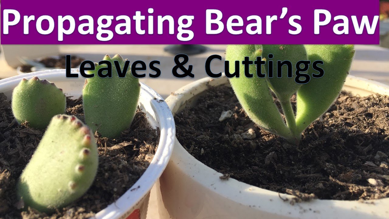 How to propagate Bear's Paw succulent from Cuttings & Leaves - Cotyledon tomentosa propagation