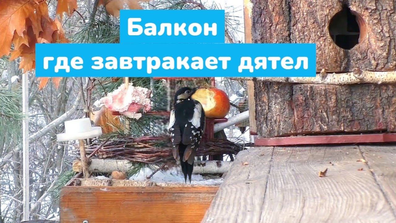 дятел Пушинка и яблочный пирог❄️