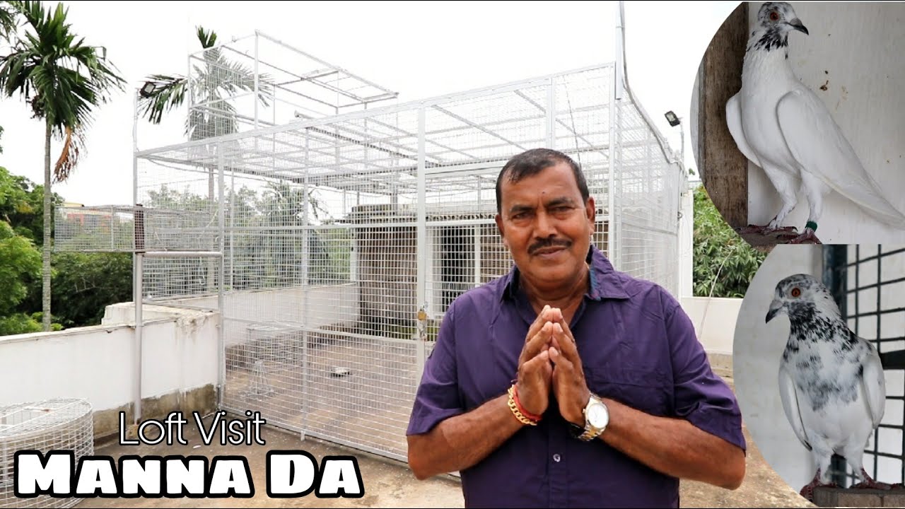 MANNA DA PIGEON LOFT VISIT  - 9836460640