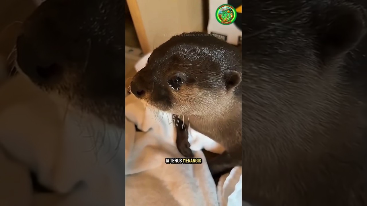 Berang-berang Ini Selalu Menangis Karena Kehilangan Penjaganya 🦦😭