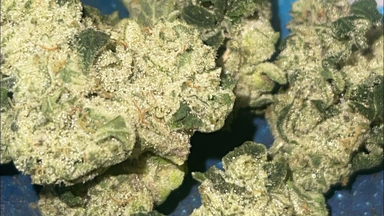 GMO X TROPHY WIFE (Review) NUMBERS ARE SKY HIGH ON THIS