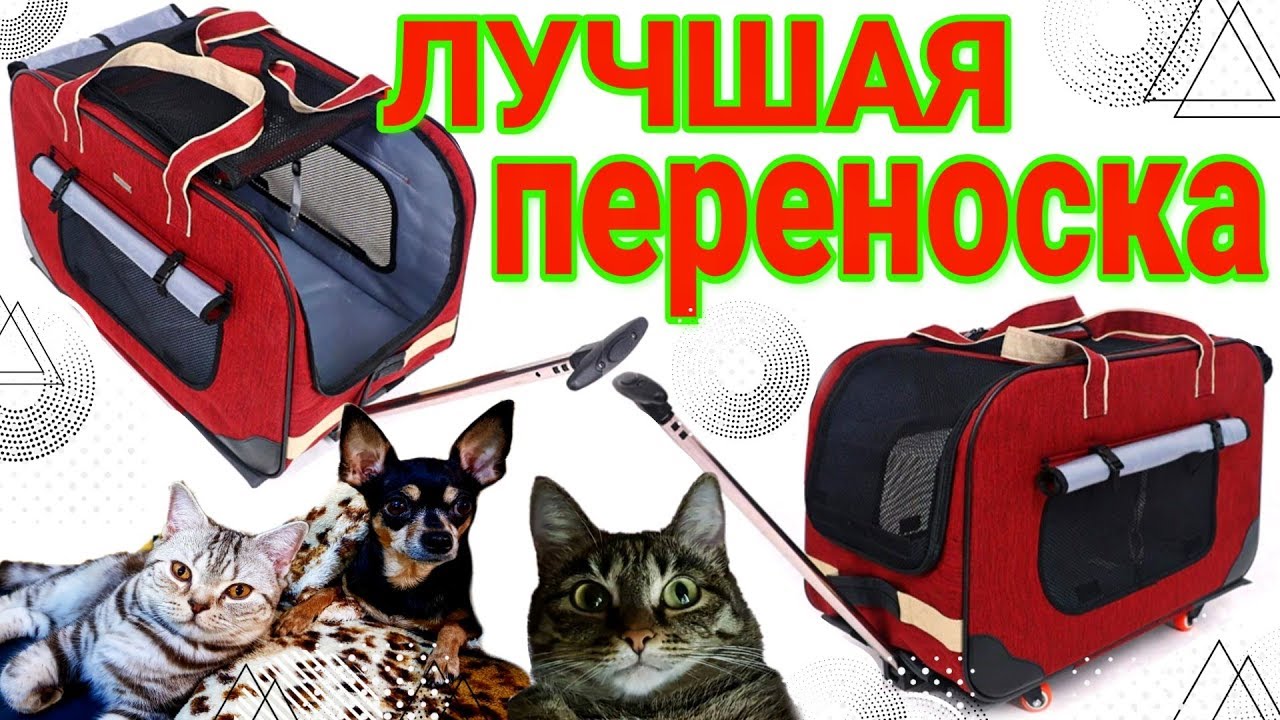 ВЛОГ  Переноска твоей мечты для кошек и собак. Всё они поехали на море. AliExpress / Семья Козырь