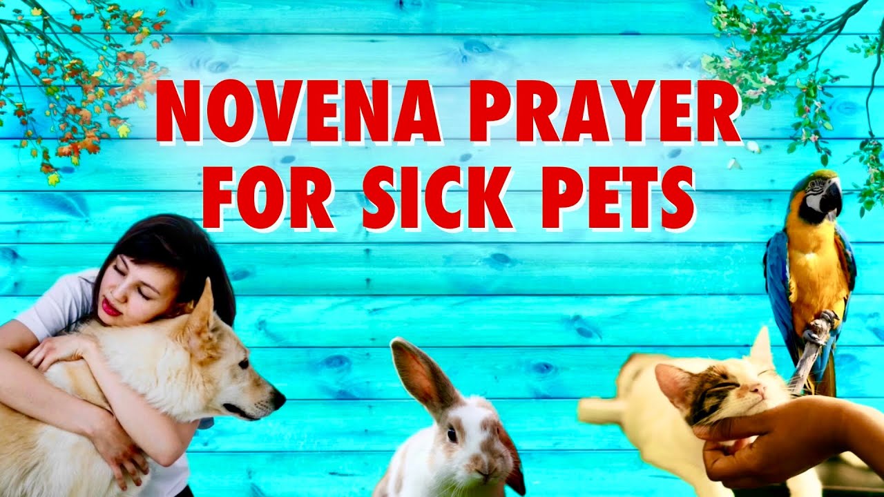 Novena Prayer for Sick Pets