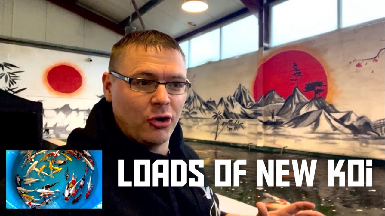 HUGE DELIVERY OF JAPANESE KOI!!!!! **STUNNING KOI**