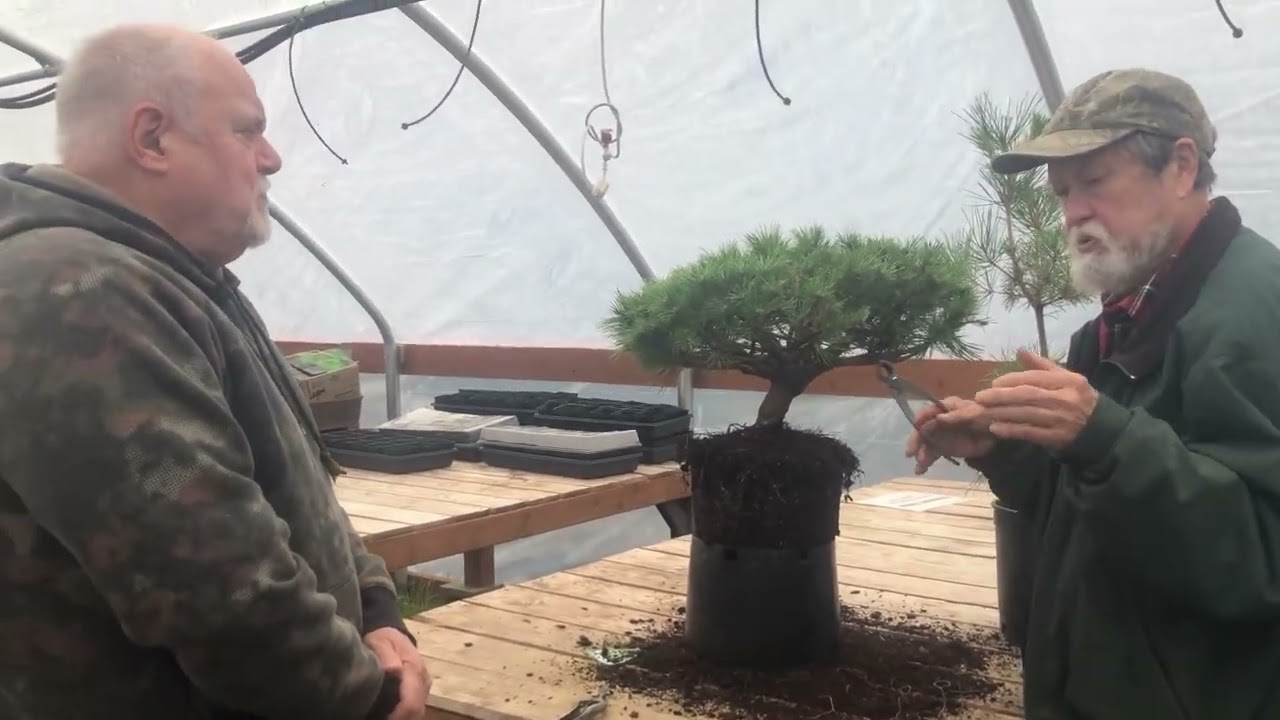 Transforming a Japanese red pine to bonsai