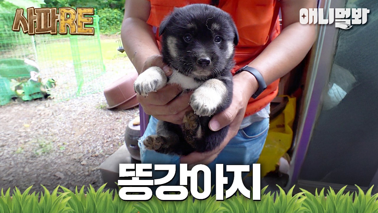 [#사파RE] 떠돌던 떡국이&hellip; 그리고 품에 안긴 똥강아지🐶 #TV동물농장 #AnimalFarm #애니멀봐