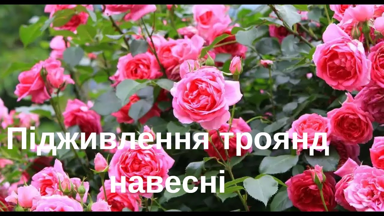 Підживлення троянд. Чим, як, коли.