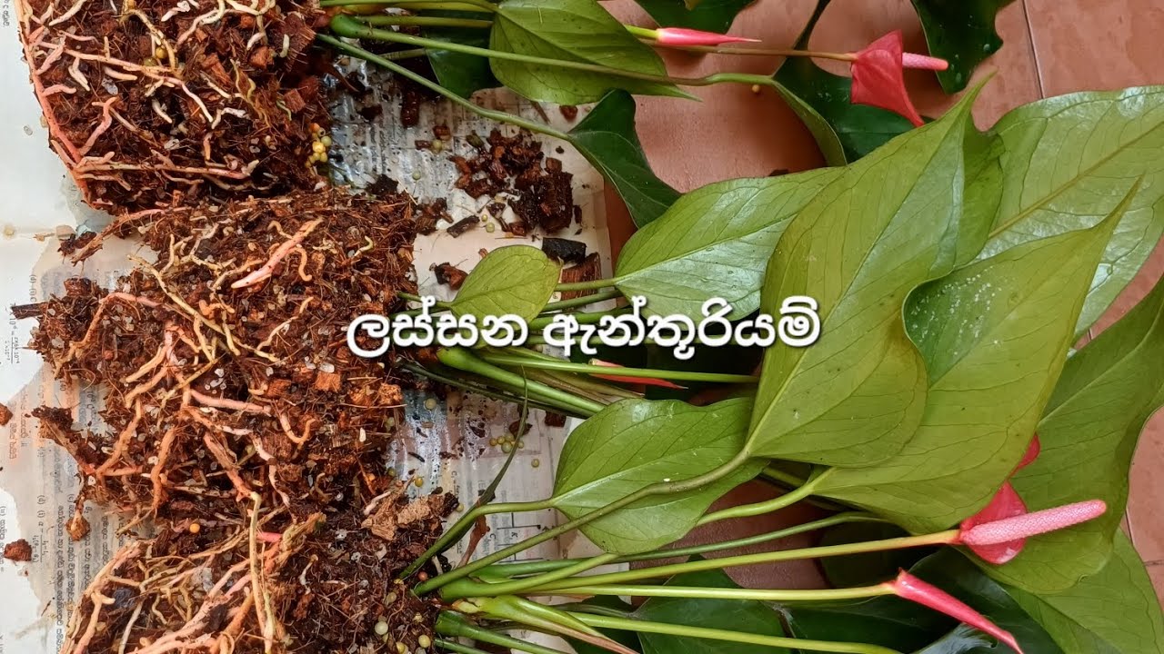 මේ විදිහට ඔයත් කැමතිද 🥰2026/03/09🥰0706132904🥰
