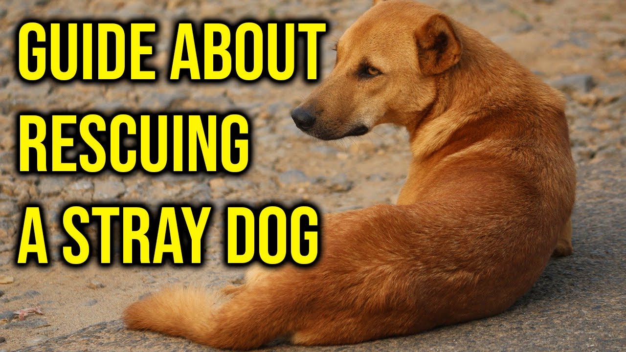 10 Important Guide About Rescuing A Stray Dog/Amazing Dogs