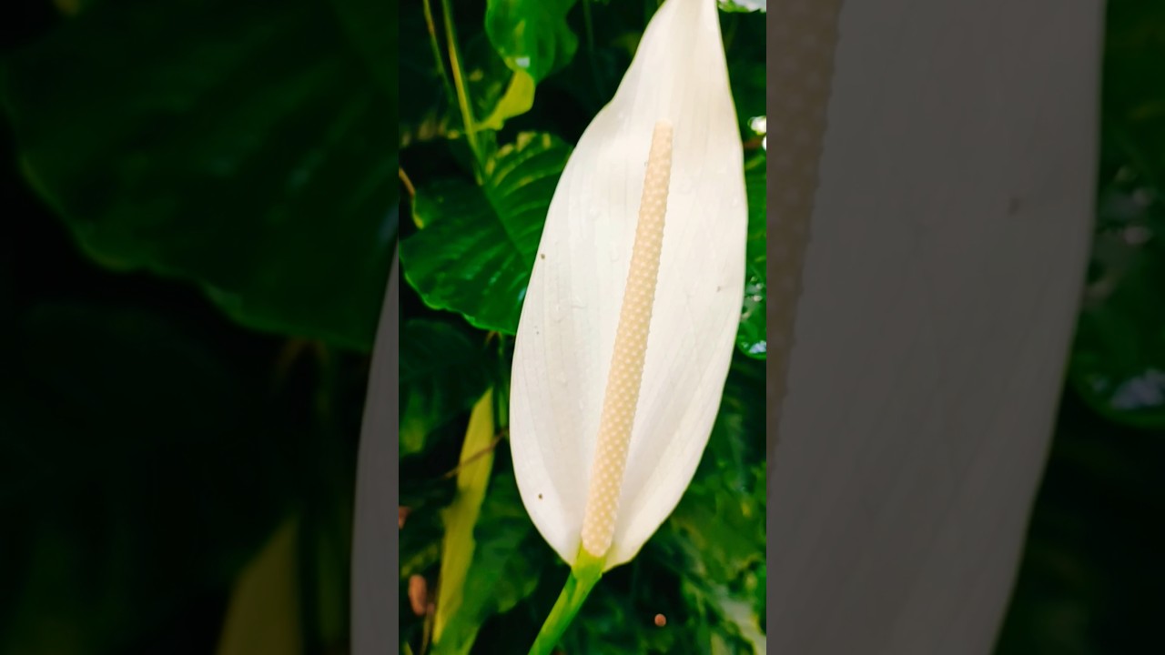 Peace Lily Glow 🌿 | Whisper of Purity #HealingNature