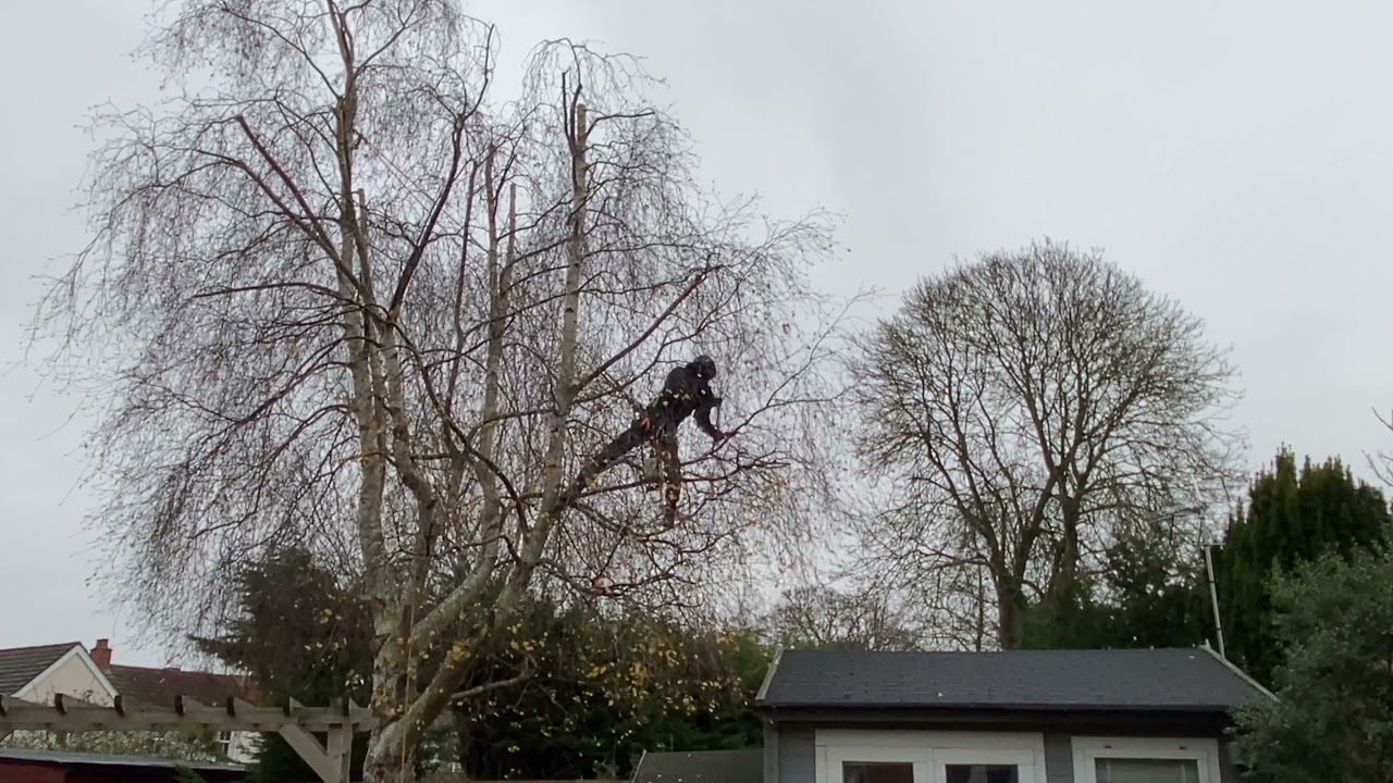Silverbirch tree reduction carried out in Newport Pagnell