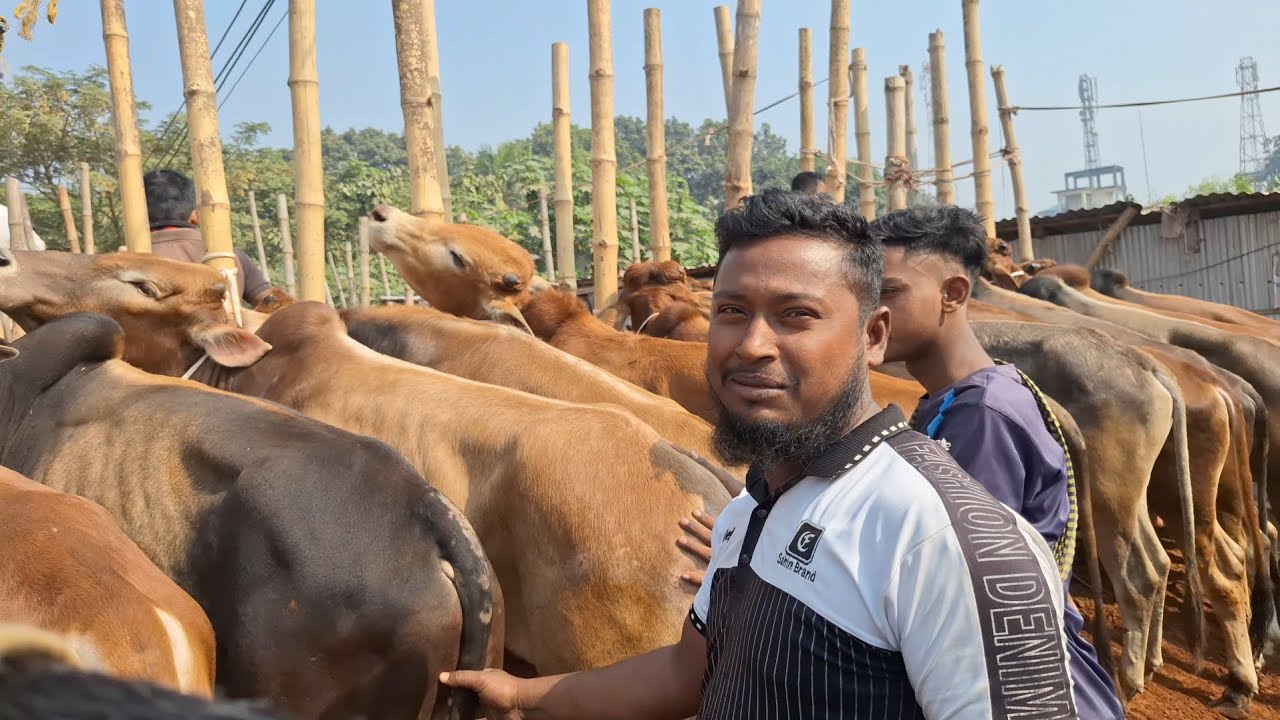 ১০০+ গরু নিয়ে মেলা বসিয়ে চৌয়ারা বাজারে খোকন ভাই এক দা-মে গরু বিক্রি করছে 