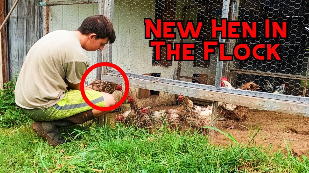 Chickens React To New Hen In The Flock!