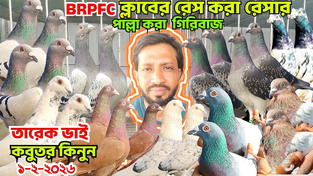 BRPFC ক্লাবের রেসার কবুতর বিক্রি,পাল্লা করা গিরিবাজ কবুতর কিনুন। BRPFC,BRPOA, তারেক ভাই, Mohsintv 