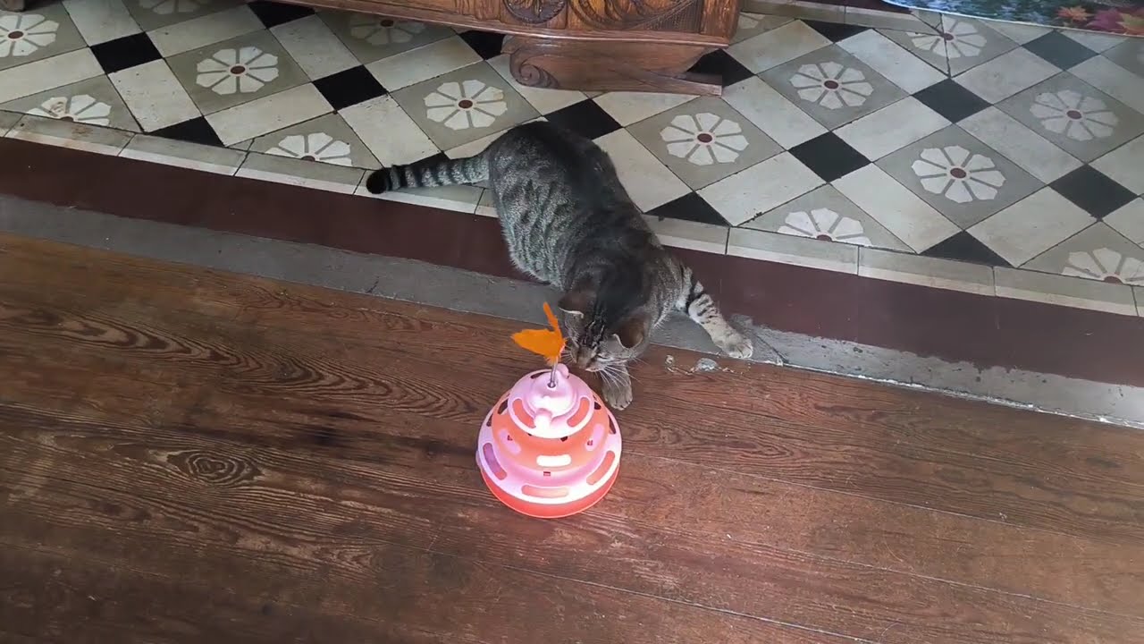 Ronin le chat N°9 , il commence a jouer