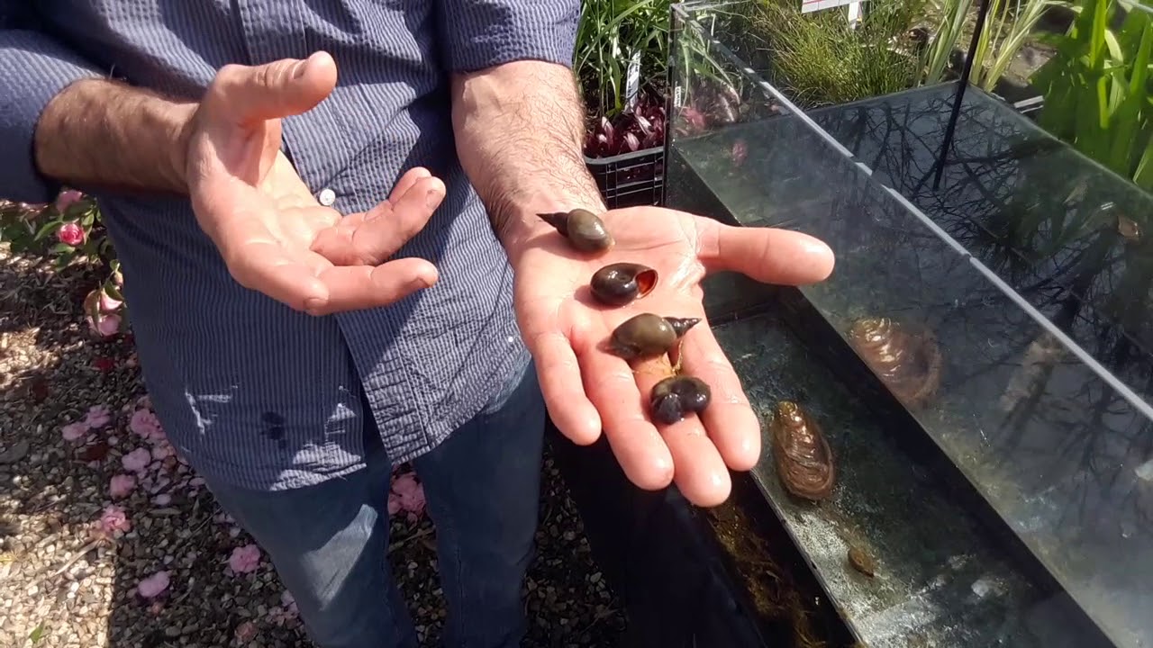 Acqua pulita nel laghetto grazie anche ai molluschi