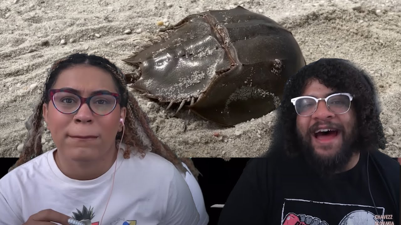 Save The Turtle Spiders! | True Facts Reaction