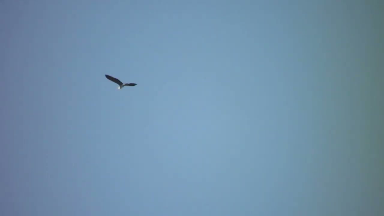 Серая цапля в полете Graureiher im Flug h&eacute;ron cendr&eacute; en vol 飛行中的灰鷺 مالك الحزين الرمادي في الرحلة