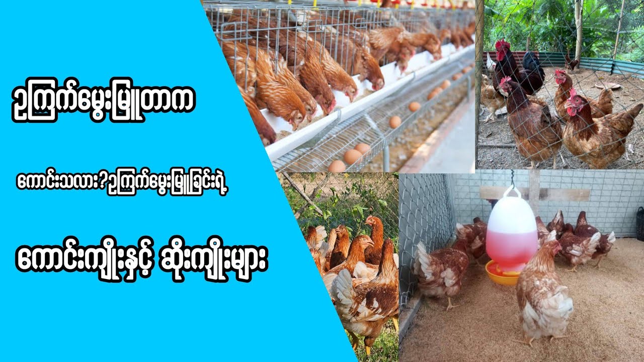 ဥကြက်မွေးမြူတာက ကောင်းသလား?ဥကြက်မွေးမြူခြင်း၏ကောင်းကျိုးဆိုးကျိုးများ