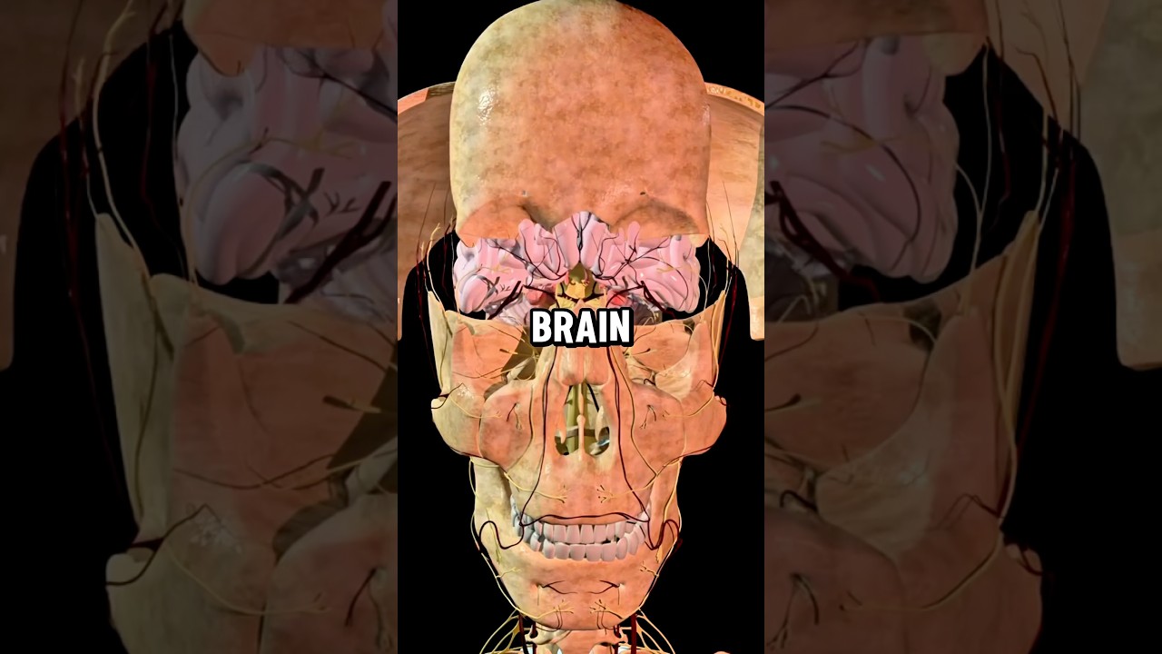 The 7 Best Foods Proven to Boost Brain Cells & BDNF 🌱 #health #healthtips