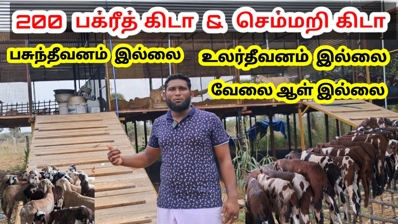 வெளிநாட்டு வேலை வேண்டாமென்று செம்மறி கிடா குட்டி  வளர்ப்பில் இறங்கிய இஞ்சினியர் / @tamilvivasayi