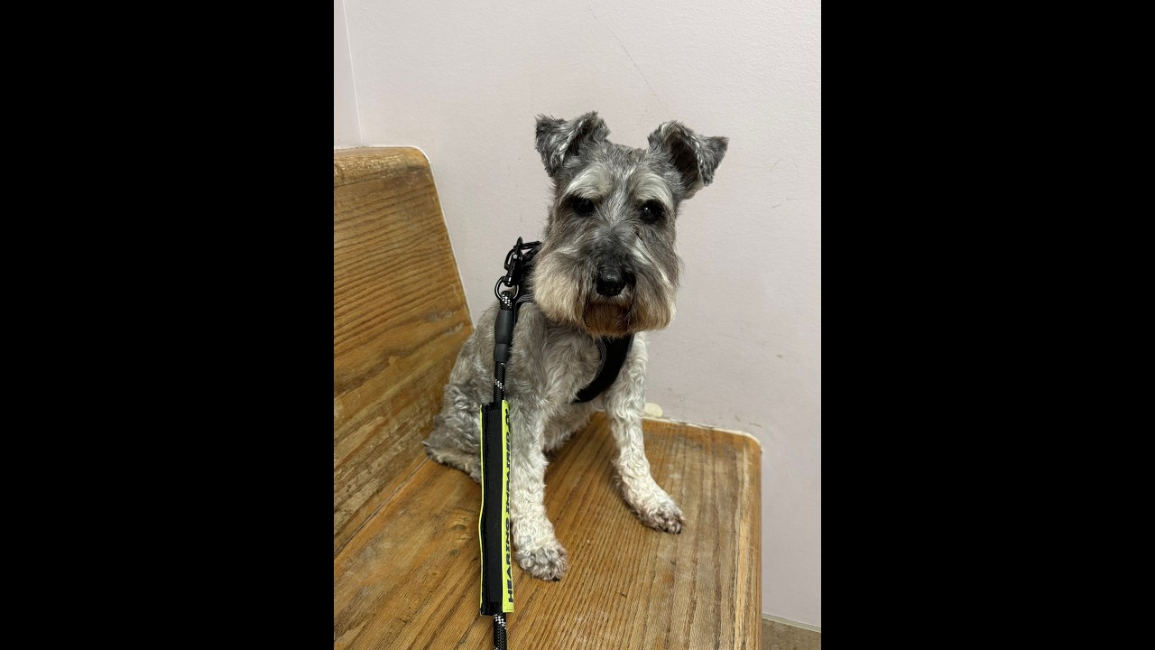 Marley's Vet Visit | Life With Schnauzer's
