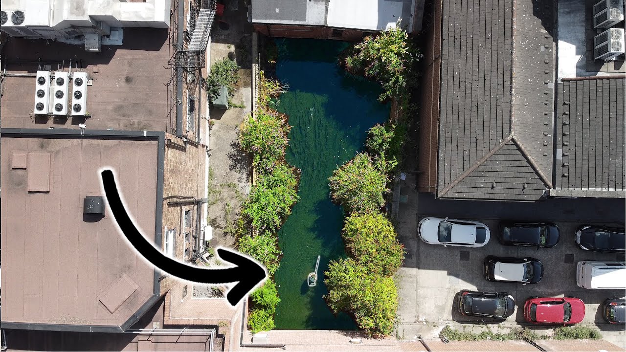 BIG Trout Live In The Middle of This City! They Eat Ducks!