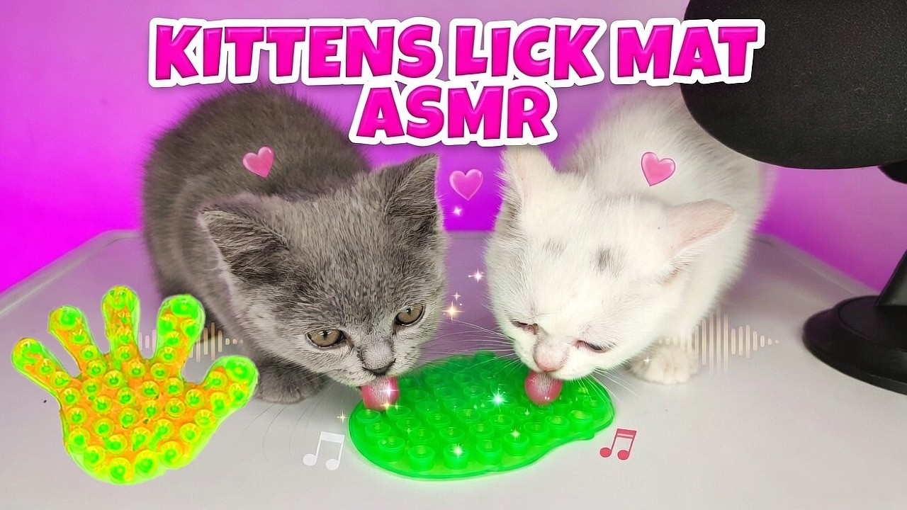 Cute Kittens Lick Mat ASMR | Satisfying Eating & Licking Sounds