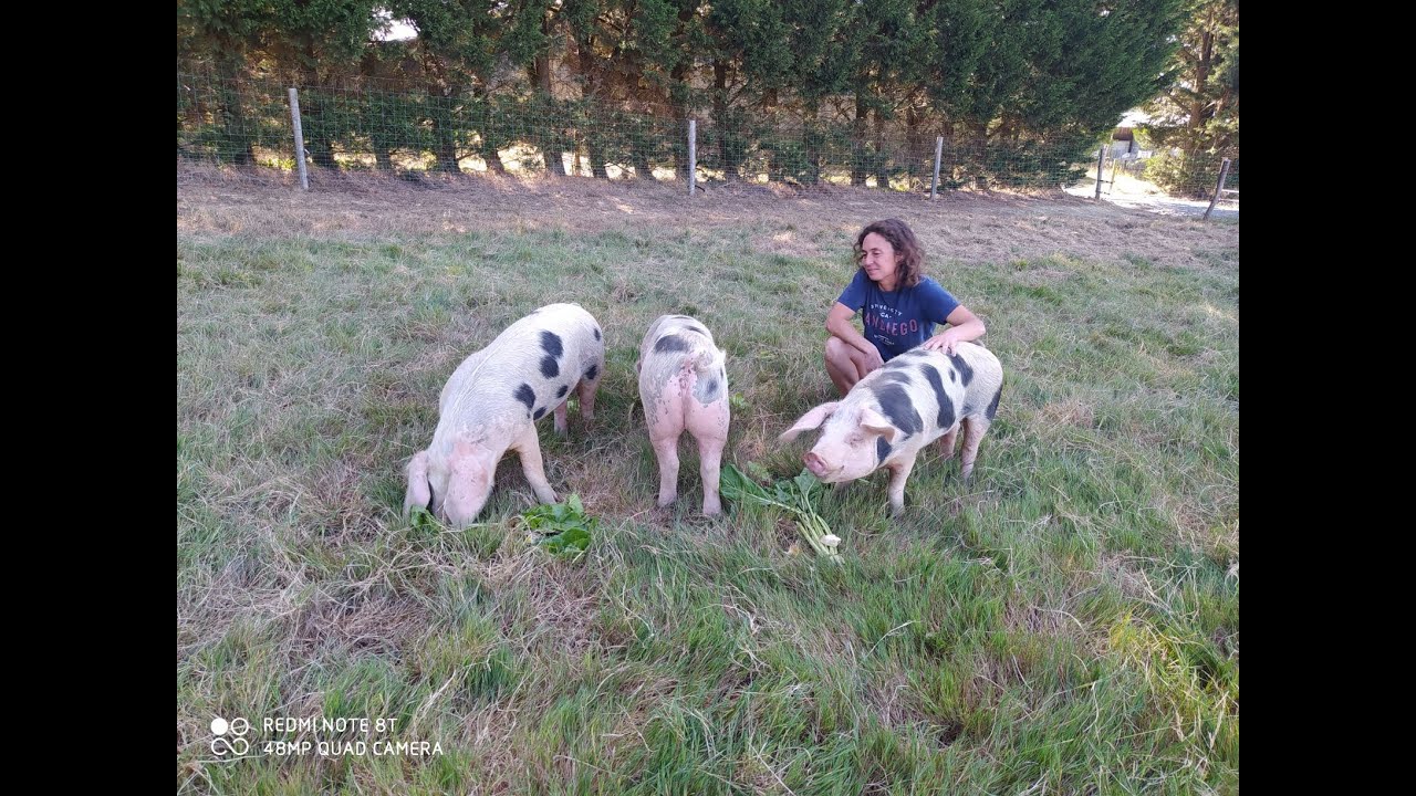le porc de bayeux