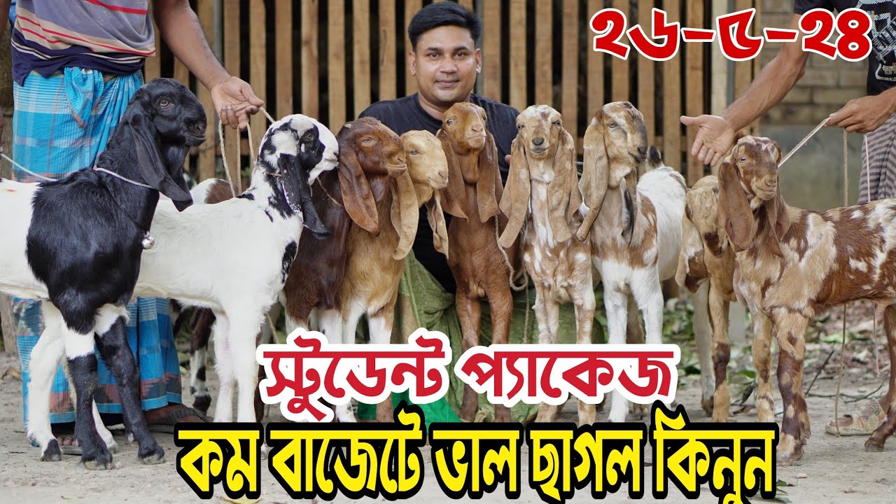 ছাত্রদের জন্য প্যাকেজ সহ কম দামে ভাল ছাগল দিচ্ছেন আবু সাঈদ ভাই। Goat Farming।