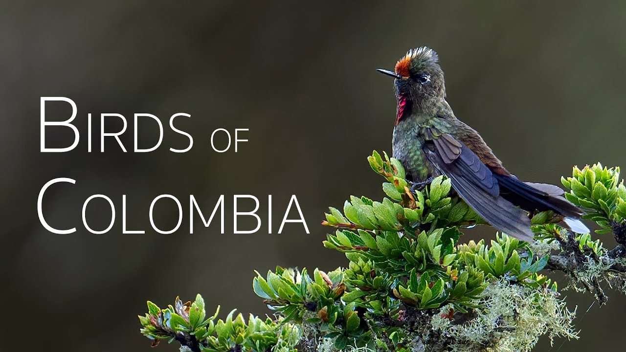 Colombia Birding Adventure: Diverse Avian Wonders | Episode 3