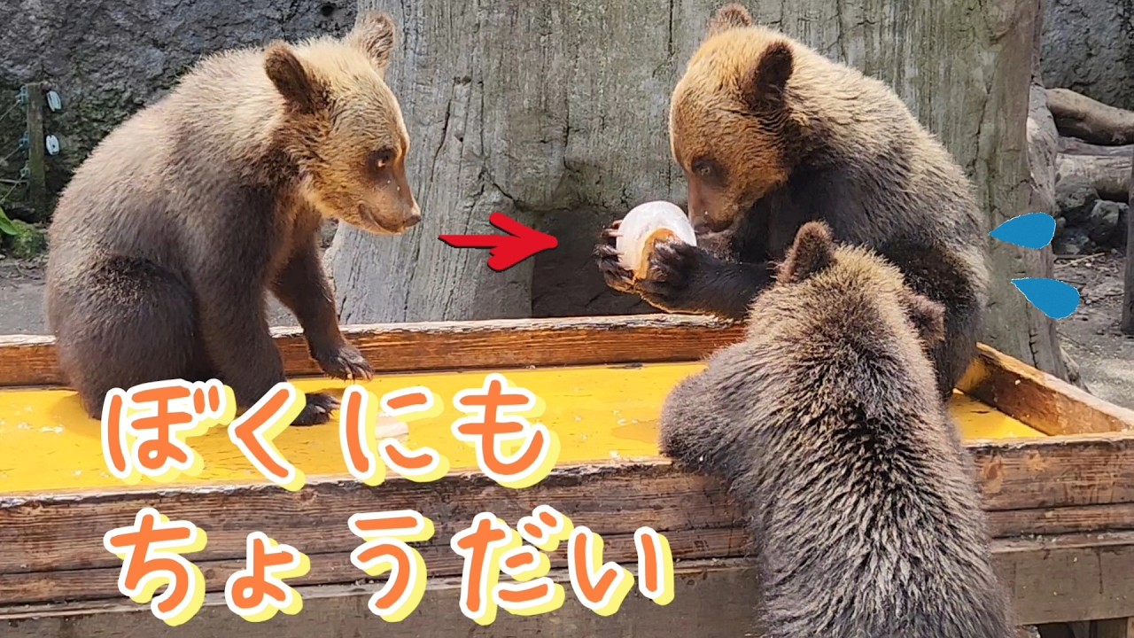どうやっても上手くいかない？【のぼりべつクマ牧場】今だけのイベント🍎氷中果物ガリガリタイム２日目