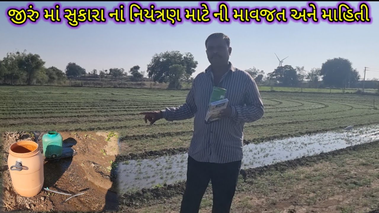 જીરું માં સુકારા નાં નિયંત્રણ માટે ની માવજત jiru ma sukara na niyantran mate Ni mahiti 