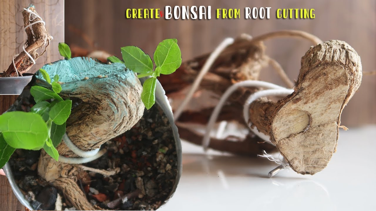 Making a Bonsai from Root Cutting | Bonsai ideas