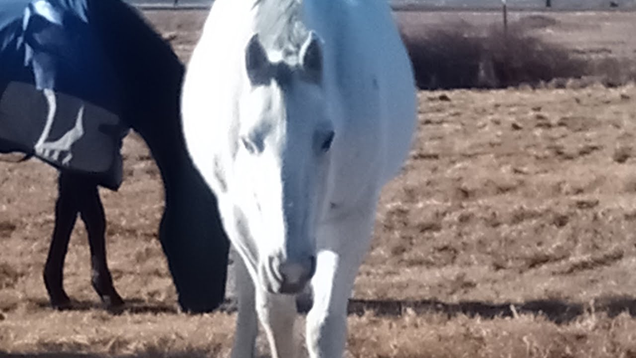 BEAUTIFUL MONTANA HORSES 🐎 🤠 ❤️ #montana #horses #horsemanship