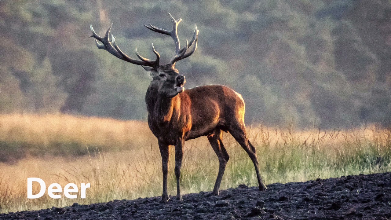 Deer Sounds