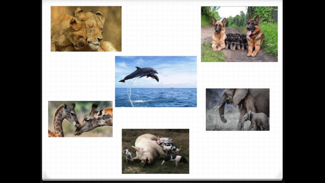 animali vivipari e ovipari